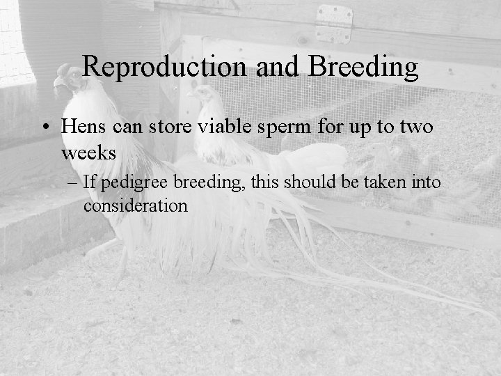 Reproduction and Breeding • Hens can store viable sperm for up to two weeks