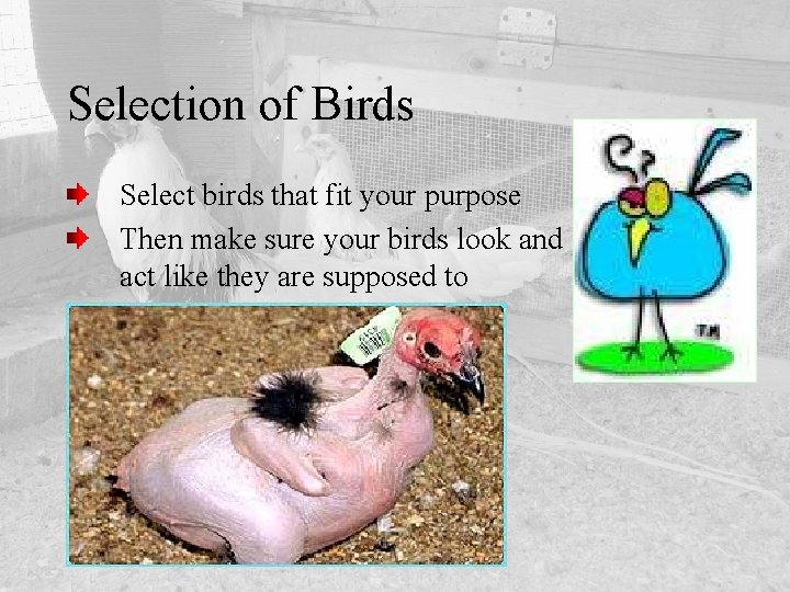 Selection of Birds Select birds that fit your purpose Then make sure your birds