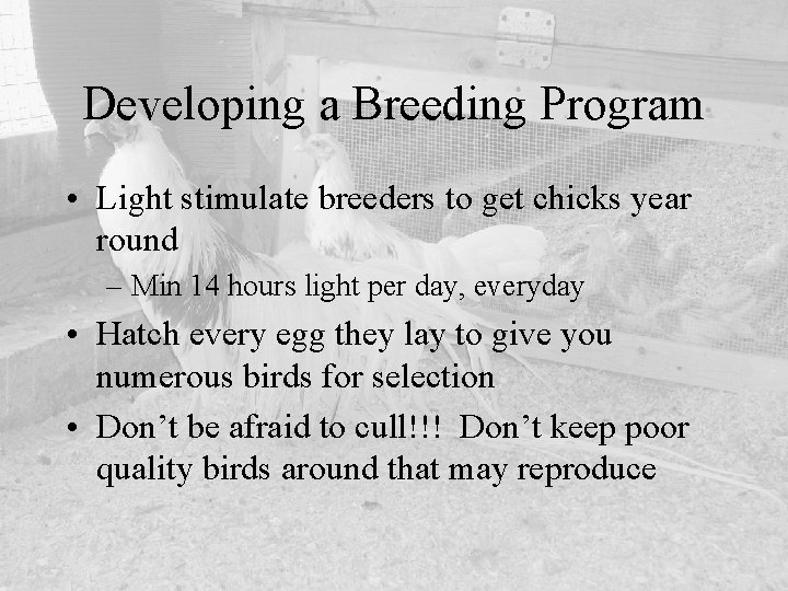 Developing a Breeding Program • Light stimulate breeders to get chicks year round –