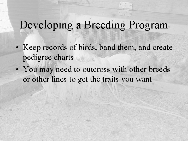 Developing a Breeding Program • Keep records of birds, band them, and create pedigree