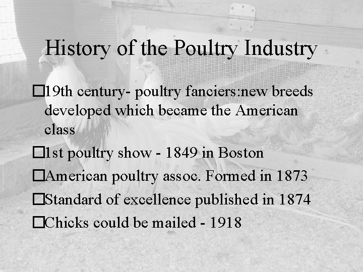 History of the Poultry Industry � 19 th century- poultry fanciers: new breeds developed