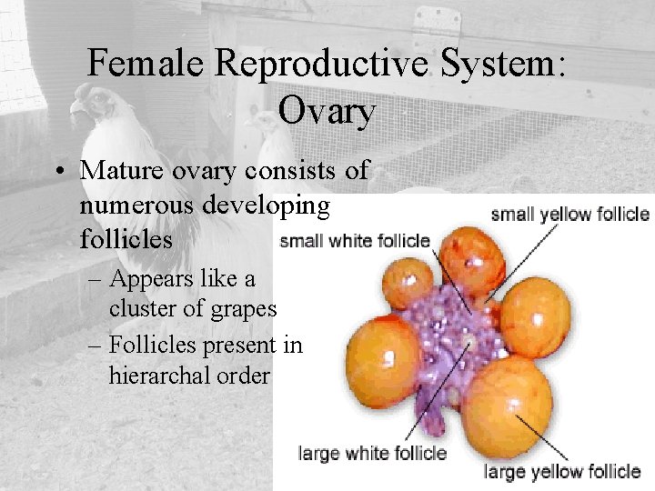 Female Reproductive System: Ovary • Mature ovary consists of numerous developing follicles – Appears