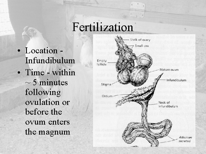 Fertilization • Location Infundibulum • Time - within ~ 5 minutes following ovulation or