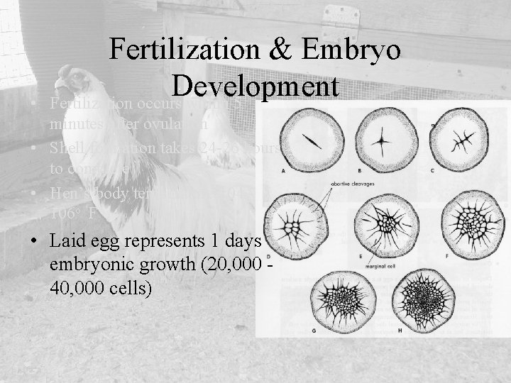  • Fertilization & Embryo Development Fertilization occurs within 5 minutes after ovulation •