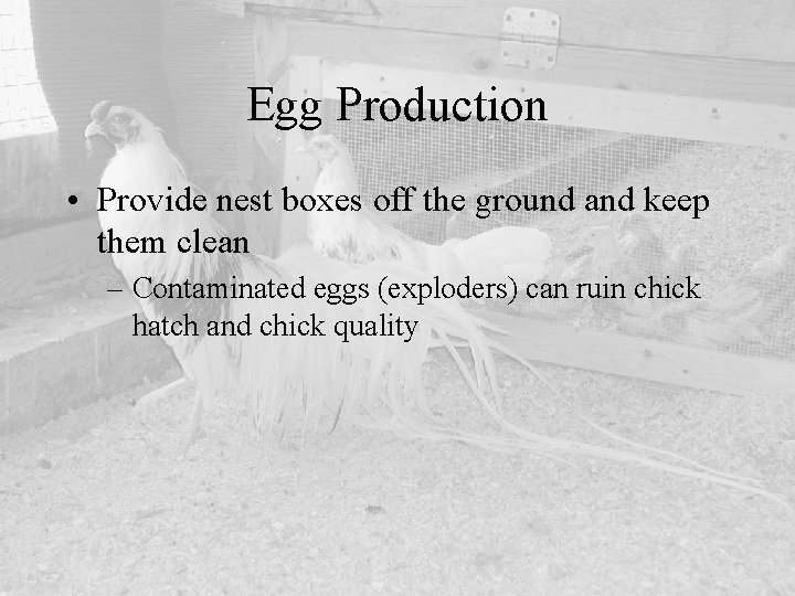 Egg Production • Provide nest boxes off the ground and keep them clean –