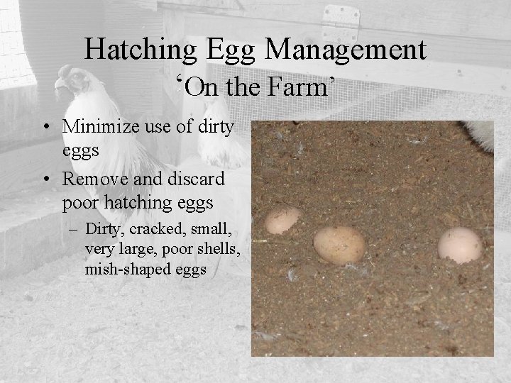 Hatching Egg Management ‘On the Farm’ • Minimize use of dirty eggs • Remove