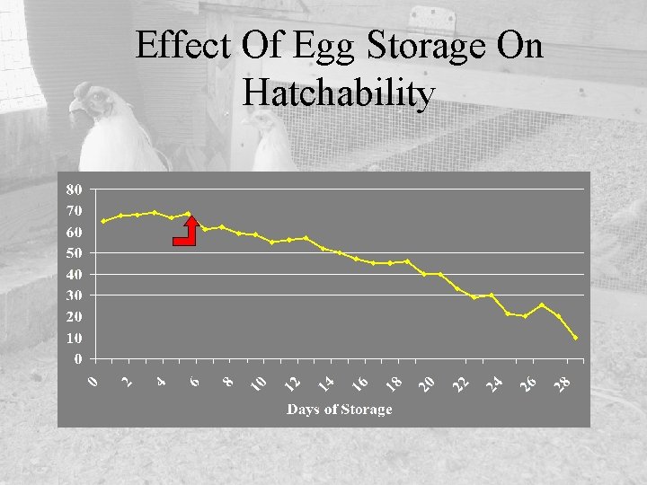 Effect Of Egg Storage On Hatchability 