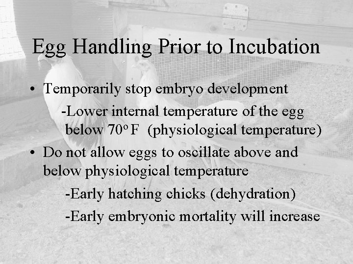 Egg Handling Prior to Incubation • Temporarily stop embryo development -Lower internal temperature of