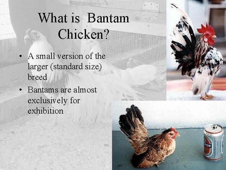 What is Bantam Chicken? • A small version of the larger (standard size) breed