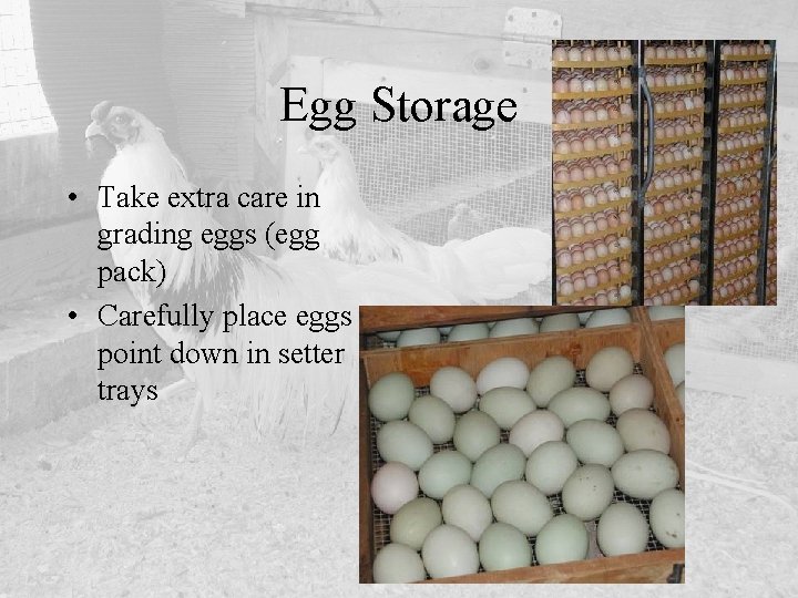 Egg Storage • Take extra care in grading eggs (egg pack) • Carefully place