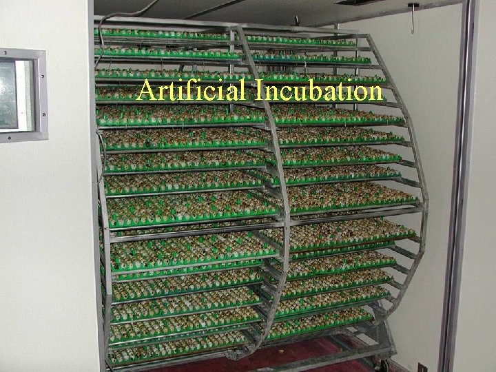 Artificial Incubation 