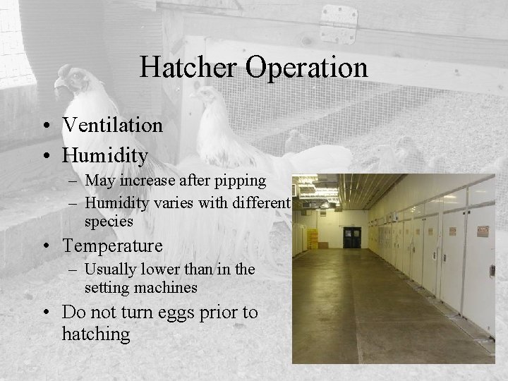 Hatcher Operation • Ventilation • Humidity – May increase after pipping – Humidity varies