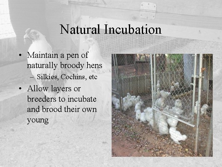 Natural Incubation • Maintain a pen of naturally broody hens – Silkies, Cochins, etc