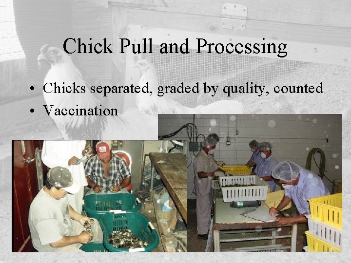 Chick Pull and Processing • Chicks separated, graded by quality, counted • Vaccination 