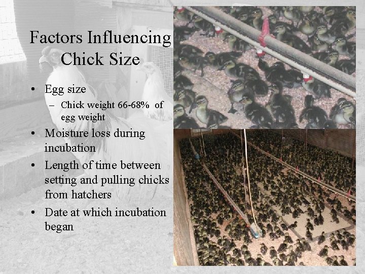 Factors Influencing Chick Size • Egg size – Chick weight 66 -68% of egg