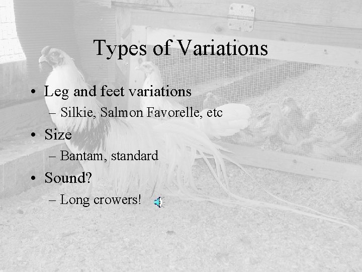 Types of Variations • Leg and feet variations – Silkie, Salmon Favorelle, etc •