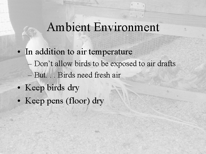 Ambient Environment • In addition to air temperature – Don’t allow birds to be