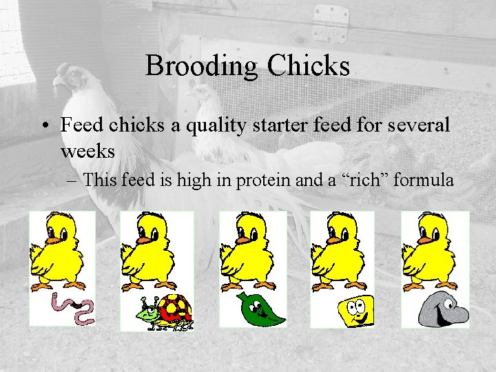 Brooding Chicks • Feed chicks a quality starter feed for several weeks – This