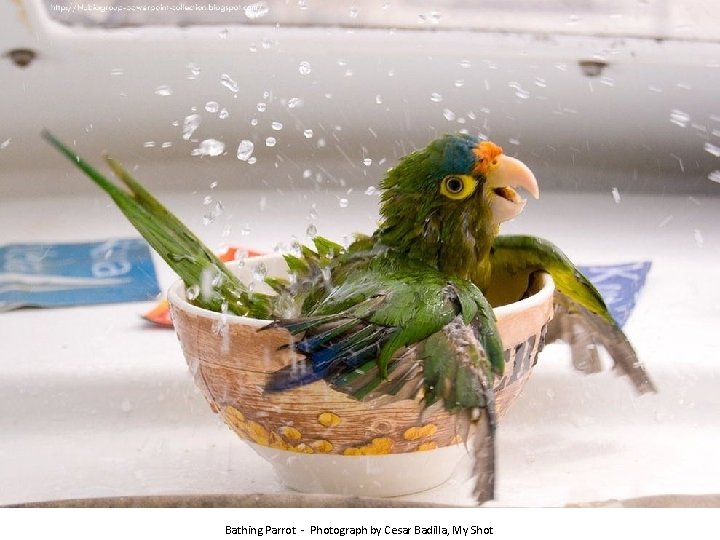 Bathing Parrot - Photograph by Cesar Badilla, My Shot 