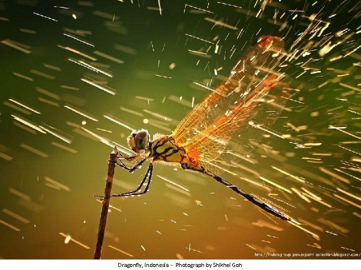 Dragonfly, Indonesia - Photograph by Shikhei Goh 