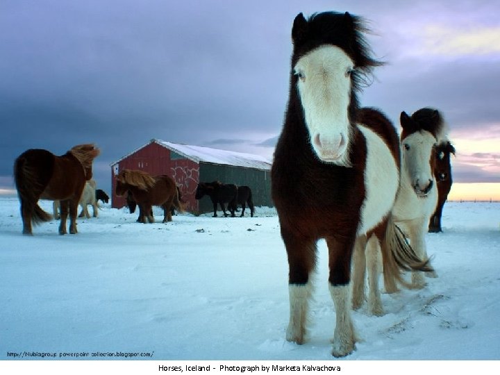 Horses, Iceland - Photograph by Marketa Kalvachova 
