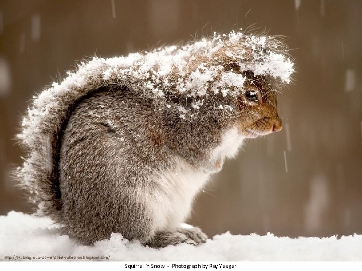 Squirrel in Snow - Photograph by Ray Yeager 