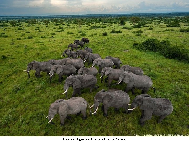 Elephants, Uganda - Photograph by Joel Sartore 