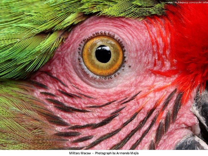 Military Macaw - Photograph by Armando Mejia 
