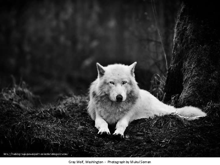 Gray Wolf, Washington - Photograph by Mukul Soman 