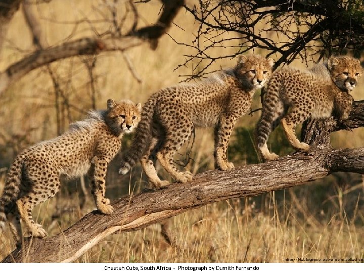 Cheetah Cubs, South Africa - Photograph by Dumith Fernando 