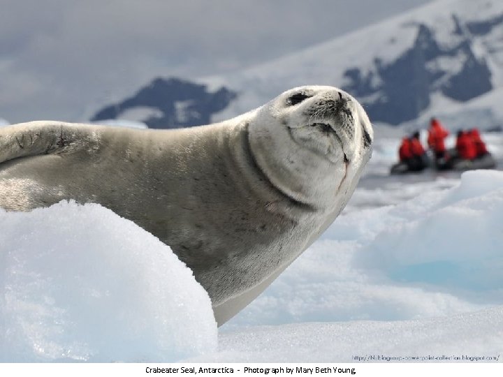 Crabeater Seal, Antarctica - Photograph by Mary Beth Young, 