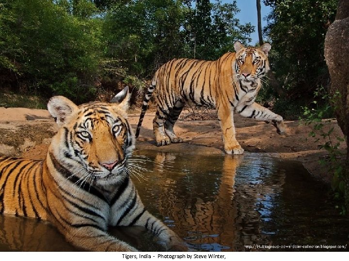 Tigers, India - Photograph by Steve Winter, 