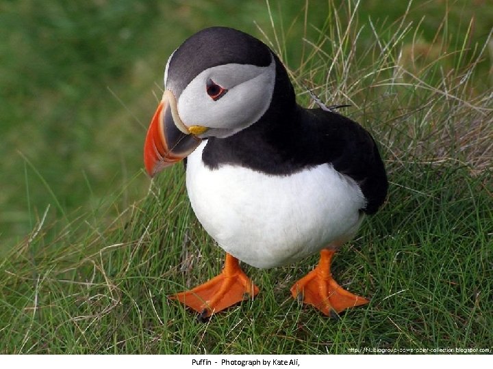 Puffin - Photograph by Kate Ali, 