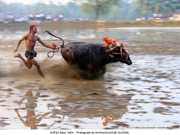 Buffalo Race, India - Photograph by Achintya. Guchhait, 
