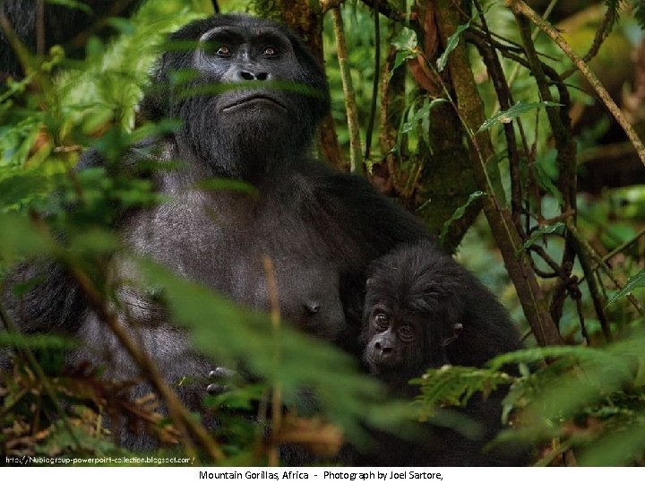 Mountain Gorillas, Africa - Photograph by Joel Sartore, 