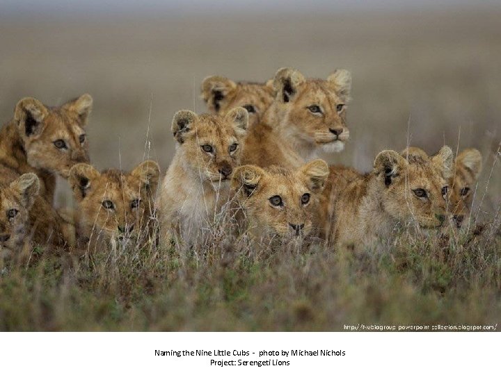 Naming the Nine Little Cubs - photo by Michael Nichols Project: Serengeti Lions 