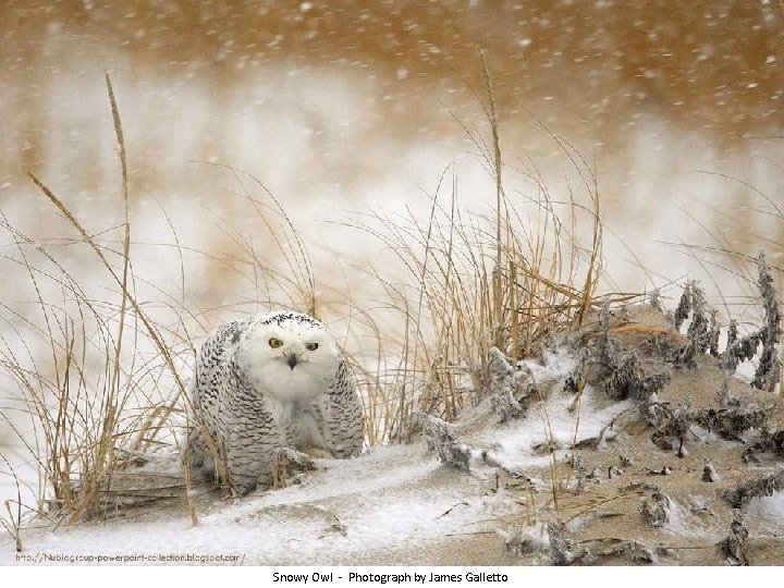 Snowy Owl - Photograph by James Galletto 