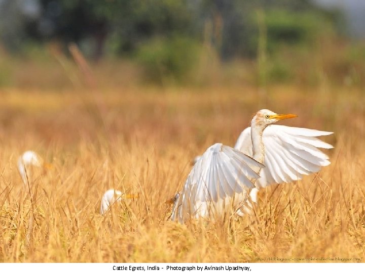 Cattle Egrets, India - Photograph by Avinash Upadhyay, 