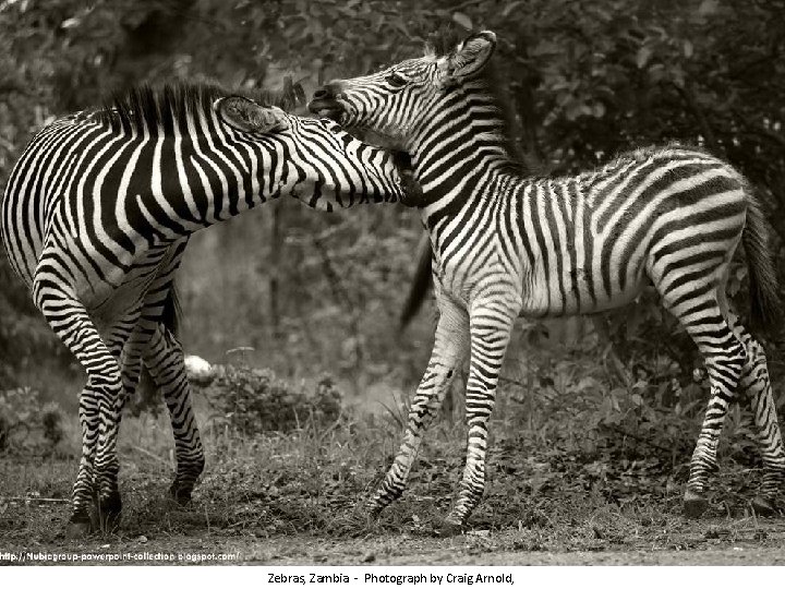 Zebras, Zambia - Photograph by Craig Arnold, 