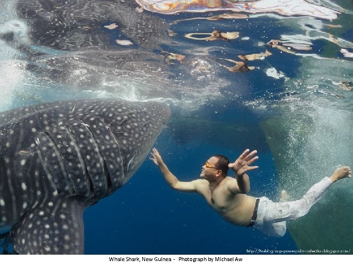 Whale Shark, New Guinea - Photograph by Michael Aw 