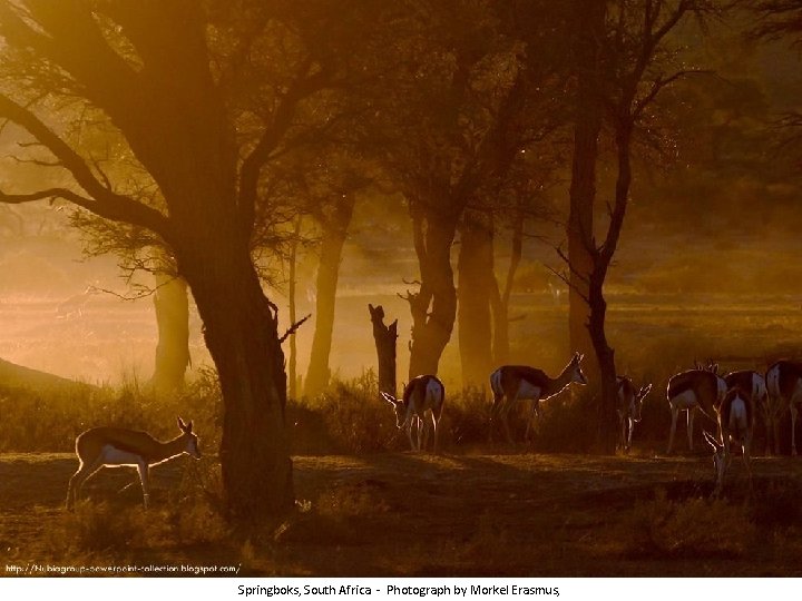 Springboks, South Africa - Photograph by Morkel Erasmus, 