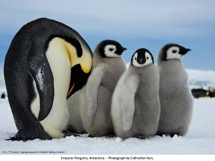 Emperor Penguins, Antarctica - Photograph by Dafna Ben Nun, 