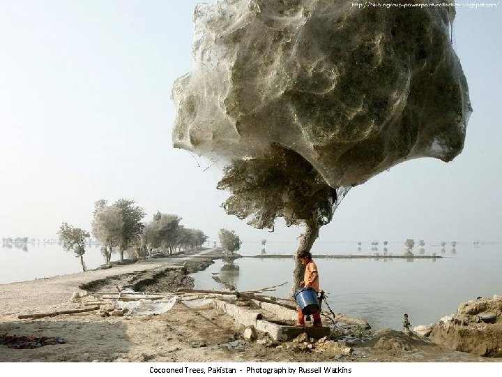 Cocooned Trees, Pakistan - Photograph by Russell Watkins 