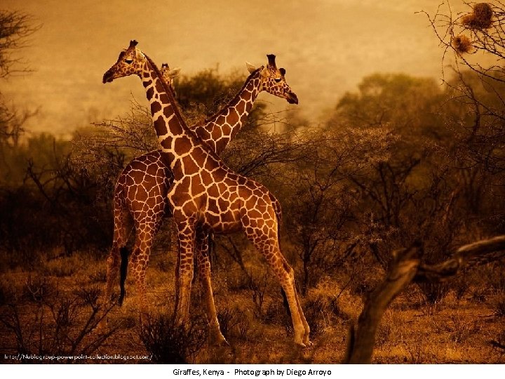 Giraffes, Kenya - Photograph by Diego Arroyo 