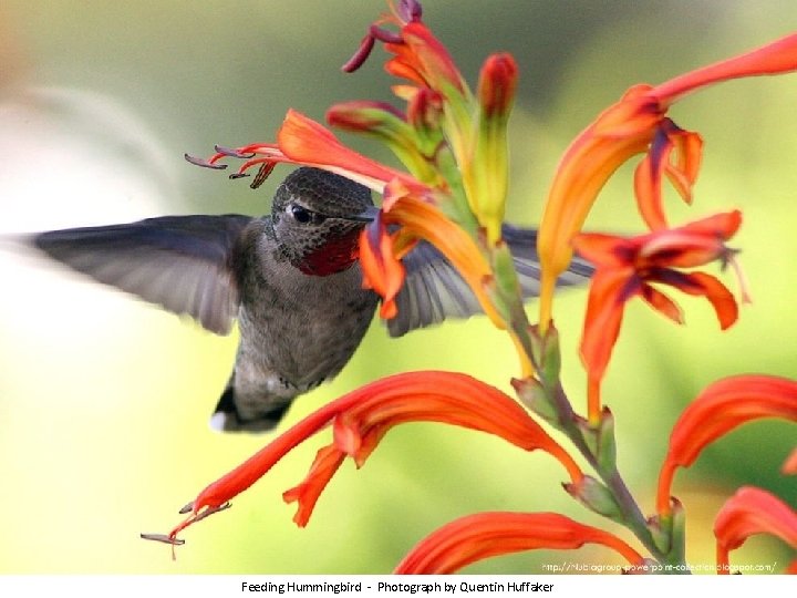 Feeding Hummingbird - Photograph by Quentin Huffaker 