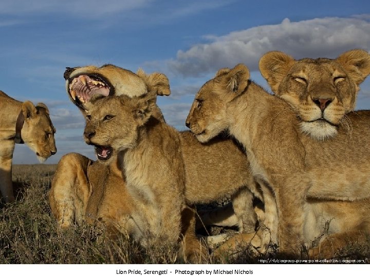 Lion Pride, Serengeti - Photograph by Michael Nichols 