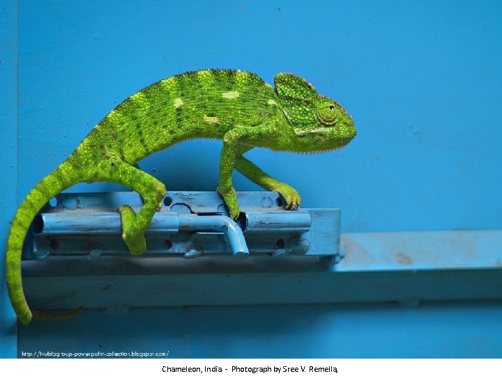 Chameleon, India - Photograph by Sree V. Remella, 