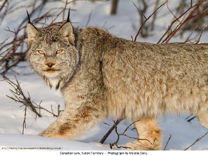 Canadian Lynx, Yukon Territory - Photograph by Nicolas Dory, 