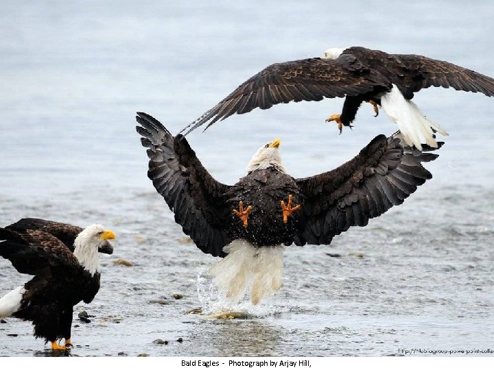 Bald Eagles - Photograph by Arjay Hill, 