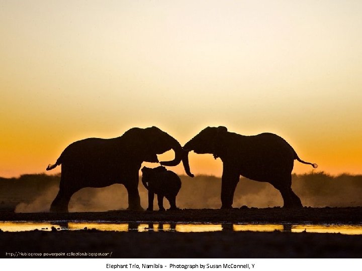 Elephant Trio, Namibia - Photograph by Susan Mc. Connell, Y 